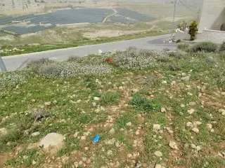 Land for sale in Shafa Badran – photo 6