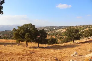 Land for sale in Bader Al Jadedeh – photo 2