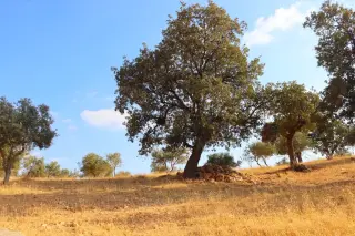 Land for sale in Bader Al Jadedeh – photo 3