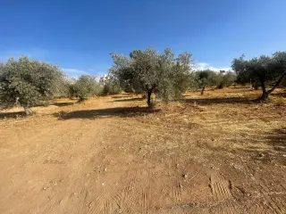 أرض للبيع في ابو نصير – صورة 6