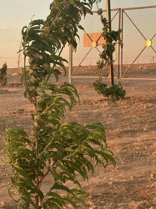 أرض للبيع في An-Nuayyimah – صورة 2