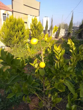 Land for sale in Birayn – photo 13