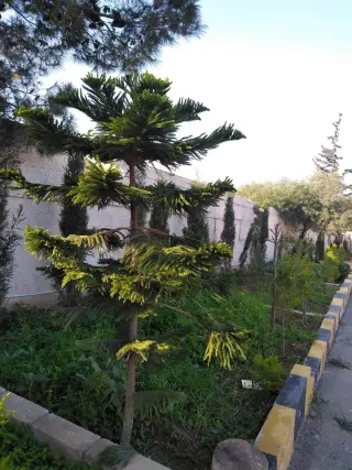 Land for sale in Birayn – photo 14
