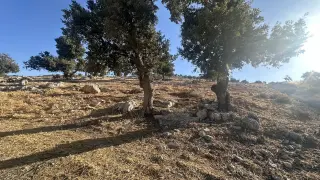 Land for sale in Sarout – photo 5