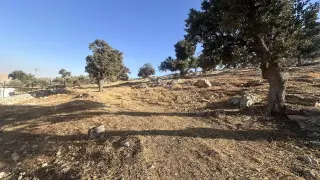 Land for sale in Sarout – photo 6