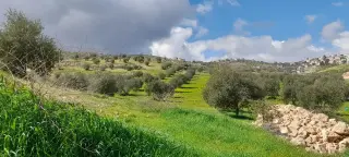 Land for sale in Sarout – photo 8