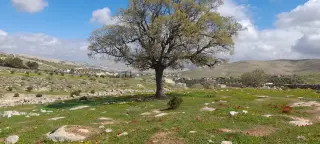 Land for sale in Sarout – photo 5