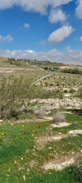 Land for sale in Sarout – photo 13