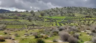 Land for sale in Sarout – photo 6