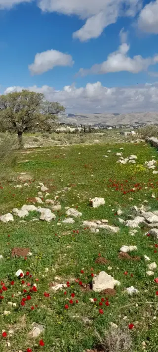 Land for sale in Sarout – photo 3