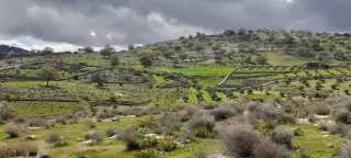 Land for sale in Sarout – photo 11