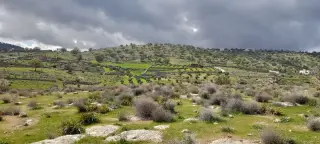 Land for sale in Sarout – photo 10