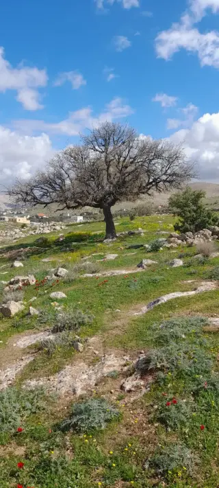 Land for sale in Sarout – photo 12