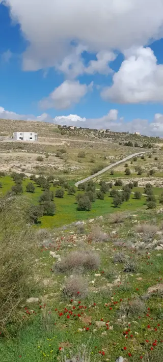 Land for sale in Sarout – photo 9