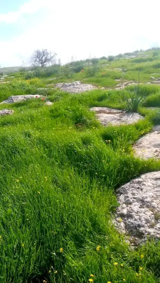 Land for sale in Sarout – photo 8