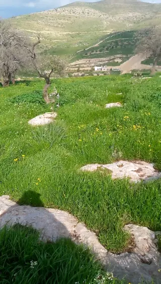 Land for sale in Sarout – photo 10