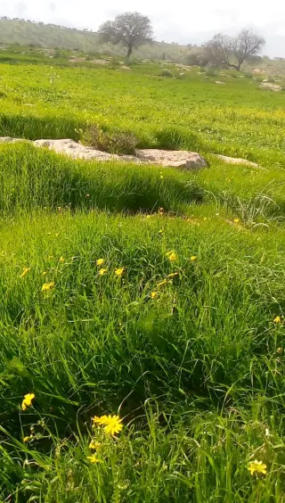 Land for sale in Sarout – photo 6