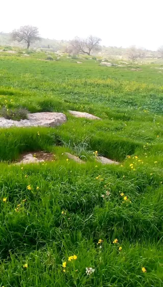 Land for sale in Sarout – photo 4