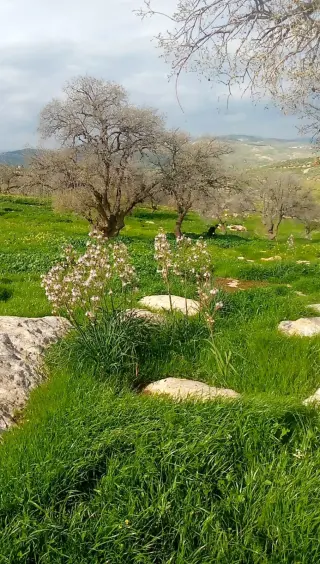 Land for sale in Sarout – photo 3