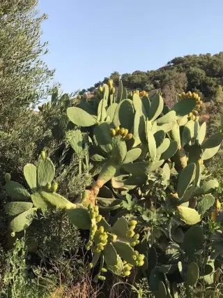 Land for sale in Al Balqa' – photo 2