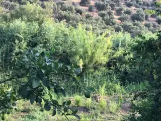 Land for sale in Al Balqa' – photo 8