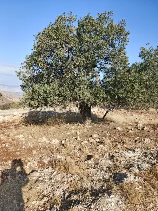 Land for sale in Other – photo 9