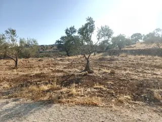 Land for sale in Other – photo 6