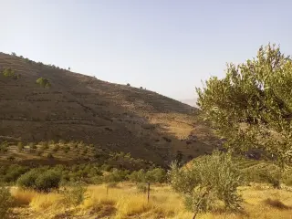 Land for sale in Al Subeihi – photo 2