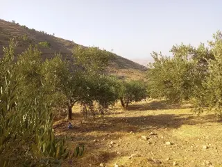 Land for sale in Al Subeihi – photo 4