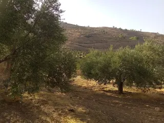Land for sale in Al Subeihi – photo 3