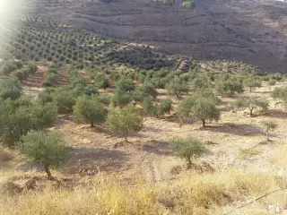 Land for sale in Al Subeihi