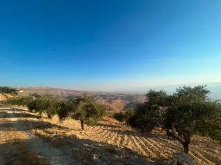 Land for sale in Al Subeihi – photo 2