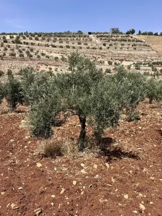 Land for sale in Other – photo 9