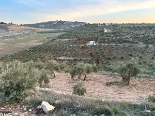 Land for sale in Other – photo 7