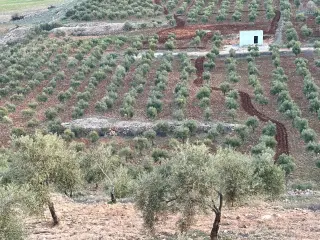 Land for sale in Other – photo 4