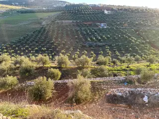 Land for sale in Other – photo 8