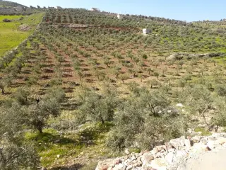 Land for sale in Other