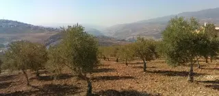 أرض للبيع في Al-Mastaba