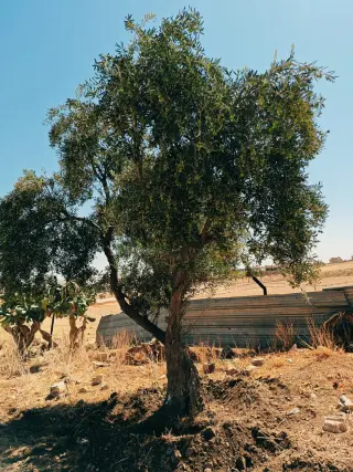Land for sale in Bala'ama – photo 7