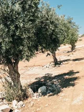 Land for sale in Bala'ama – photo 6