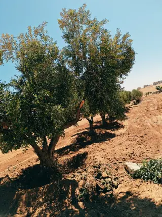 Land for sale in Bala'ama – photo 2