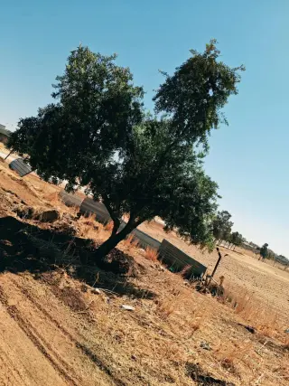 Land for sale in Bala'ama – photo 4