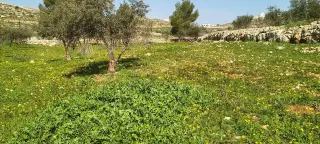 Land for sale in Ain wa Al-Ma'mariyyeh