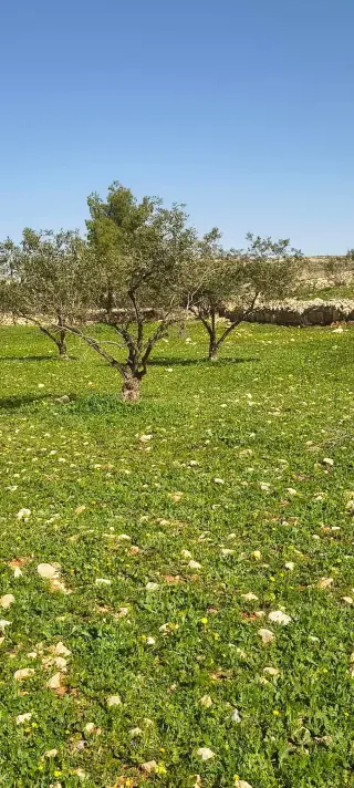 Land for sale in Ain wa Al-Ma'mariyyeh – photo 3