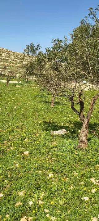 Land for sale in Ain wa Al-Ma'mariyyeh – photo 2
