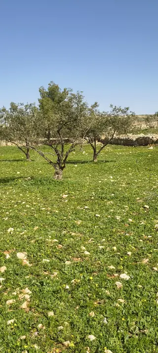 Land for sale in Ain wa Al-Ma'mariyyeh – photo 4