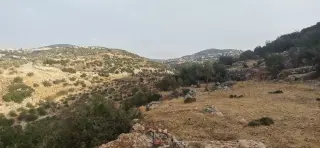 Land for sale in Other – photo 3