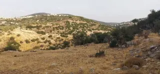 Land for sale in Other – photo 5