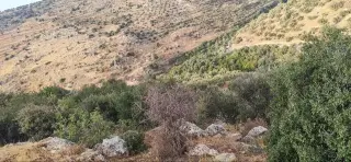 Land for sale in Other – photo 7