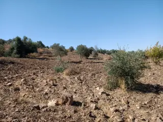 Land for sale in Other – photo 6